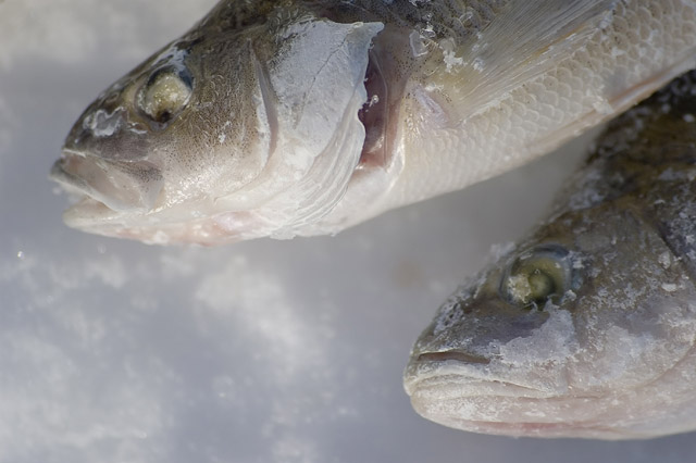 Frozen Perch I